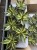 agave-agawa-quadricolor-sukulent-krakow-kaktus