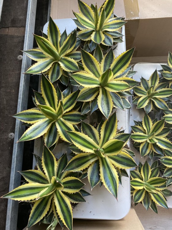 agave-agawa-quadricolor-sukulent-krakow-kaktus