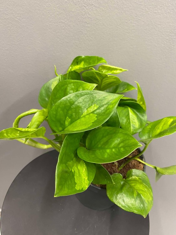 epipremnum-global-green-krakow-roslina-do-cienia.jpg
