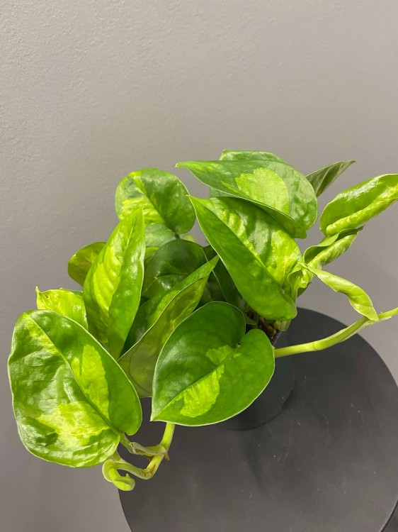 epipremnum-global-green-krakow-rosliny-do-biura.jpg