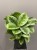 aglaonema-lemon-mint.jpg