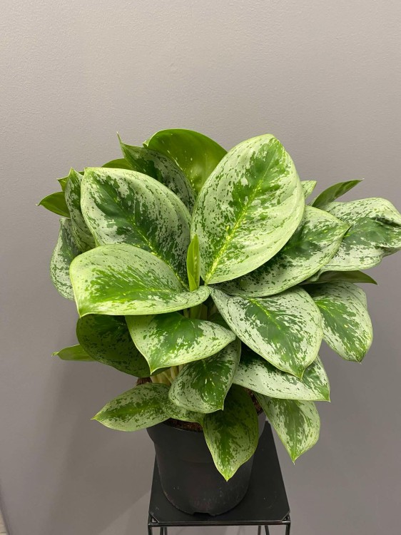 aglaonema-lemon-mint.jpg