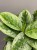 aglaonema-lemon-mint-krakow-roslina-w-prezencie.jpg