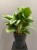 aglaonema-lemon-mint-roslina-do-korytarza.jpg