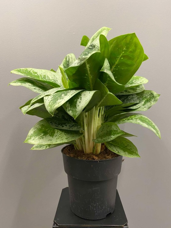 aglaonema-lemon-mint-roslina-do-korytarza.jpg