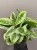 aglaonema-lemon-mint-roslina-na-prezent.jpg