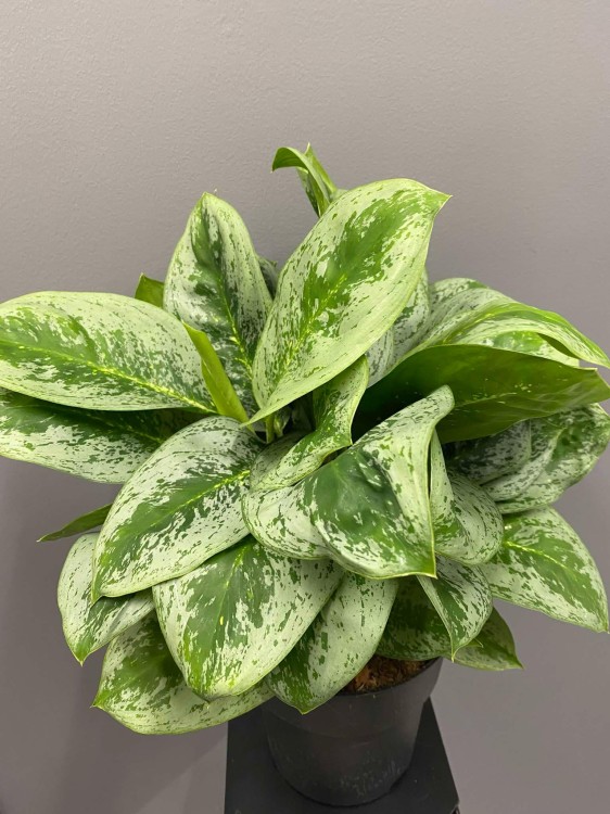 aglaonema-lemon-mint-roslina-na-prezent.jpg