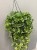 cissus-striata-bluszcz.jpg