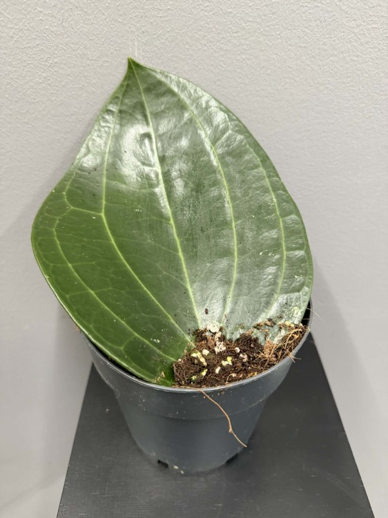 hoja-latifolia-hoya-najlepszy-sklep-z-roslinami (1).jpg