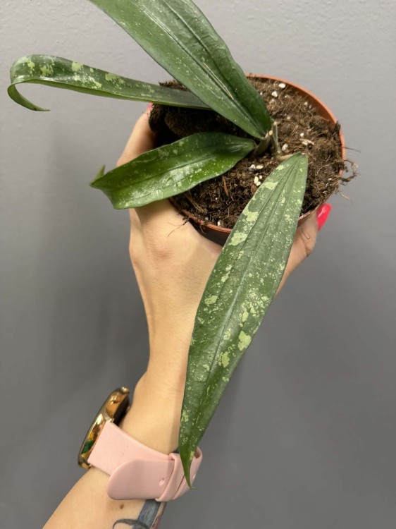8cd99ac3-471d-42a2-bf98-7dcb5c43ee35.jpg
