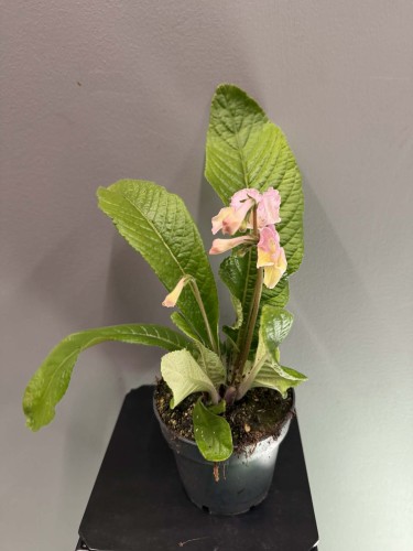 ff36c0c0-2502-4baf-a6d0-cbf554266307.jpg