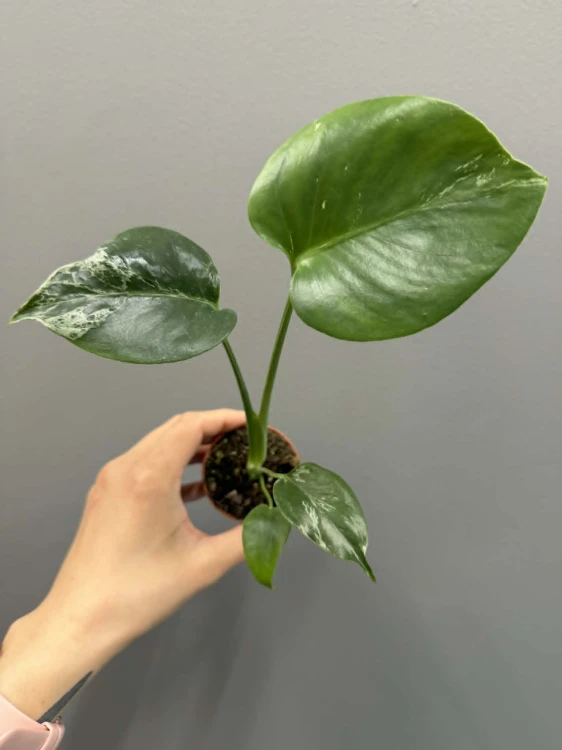 ed726647-1013-4963-8e33-f38c54d078df.jpg