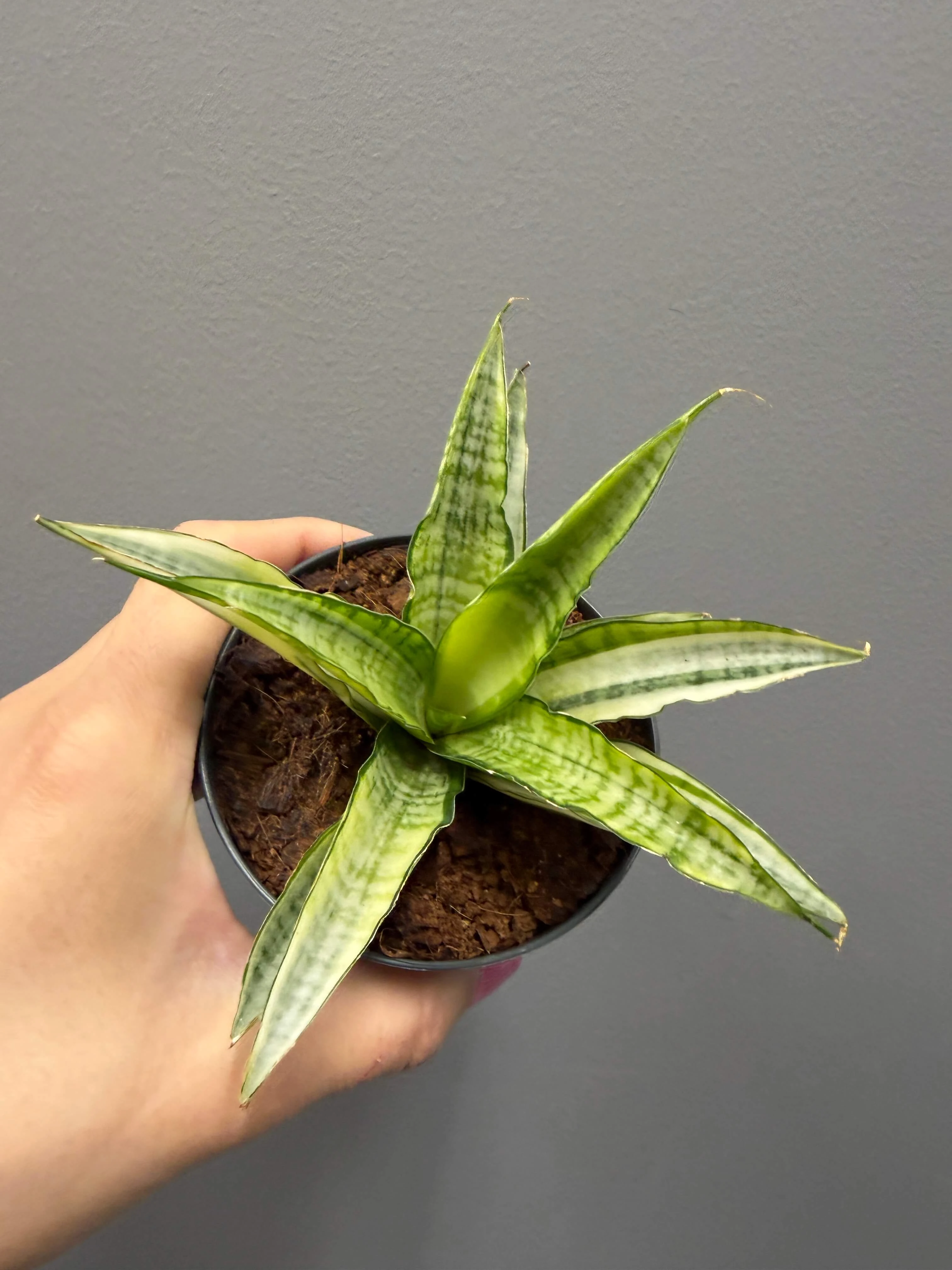 Sansevieria Gabriella Crown Loveplants