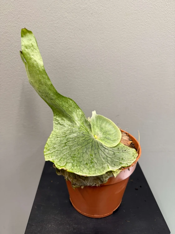 platycerium-superbum.JPG