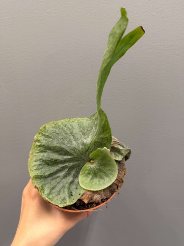platycerium-superbum-paproc.JPG