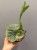 platycerium-superbum-paproc.JPG