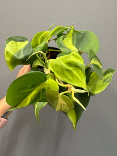 filodendron-brazil-do-firmy-do-knajpy-do-restauracji.JPG
