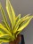 IMG_6785.jpeg