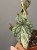 IMG_8403.jpeg