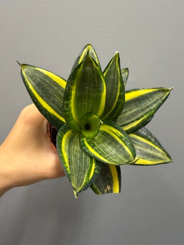 IMG_8517.JPG