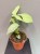 IMG_8784.jpeg