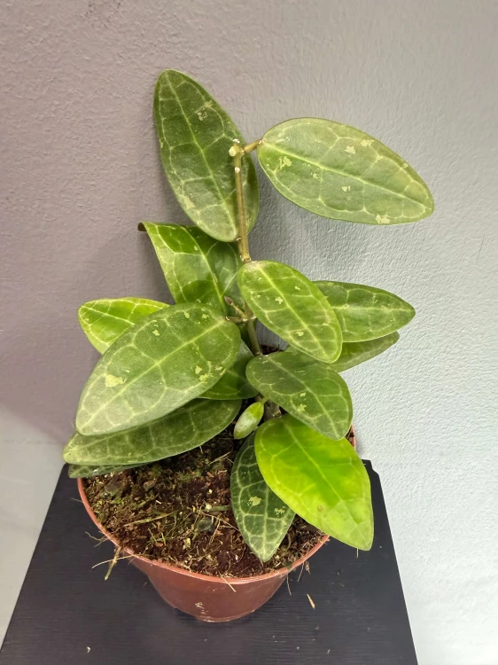 IMG_9922.JPG