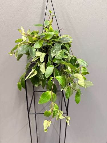 aeschynanthus-lobbianus