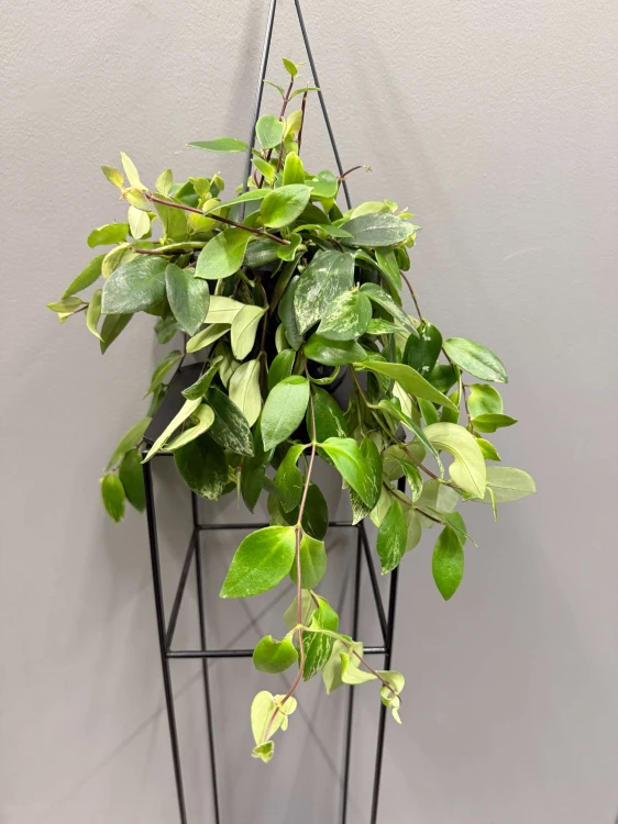 aeschynanthus-lobbianus