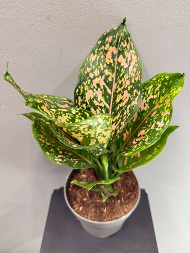 aglaonema-pink-leopard