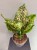aglaonema-pink-leopard