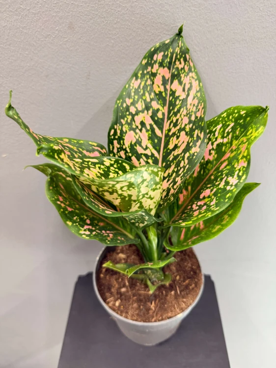 aglaonema-pink-leopard