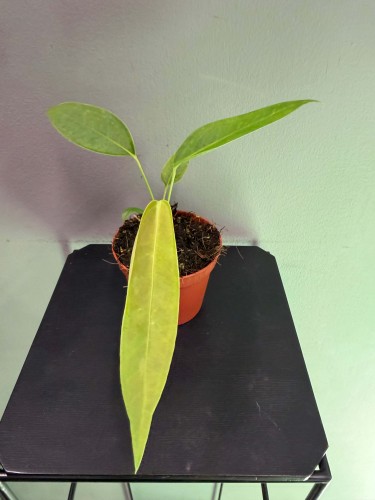 Anthurium-Legume-Anturium