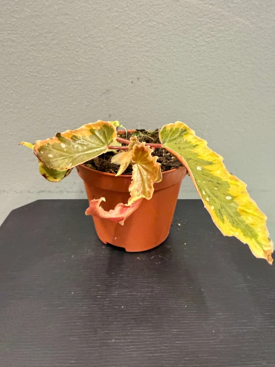 Begonia-Dainty-Spray-Sport-variegated