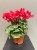 IMG_2237.jpeg