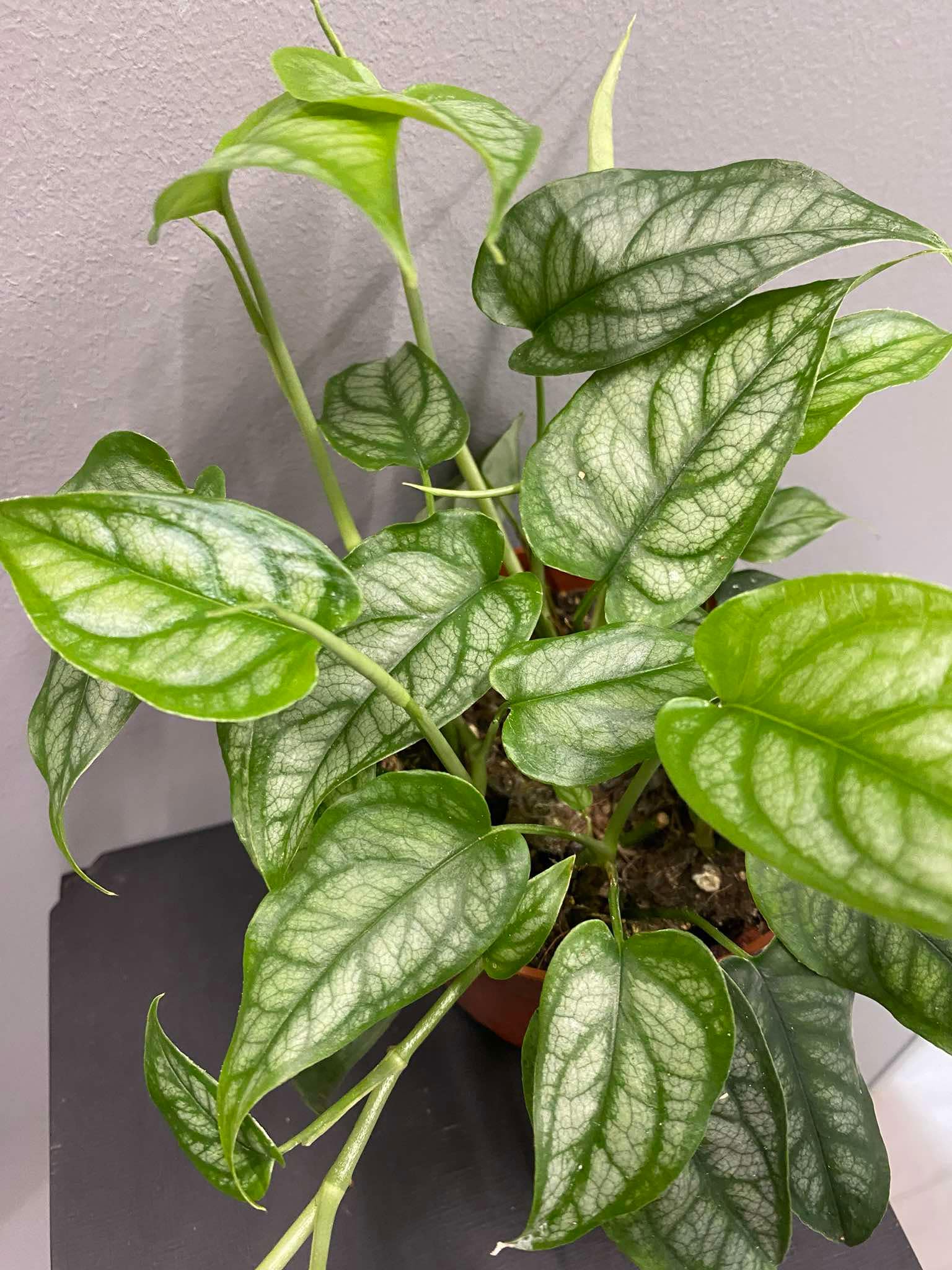 Monstera siltepecana pncze Loveplants