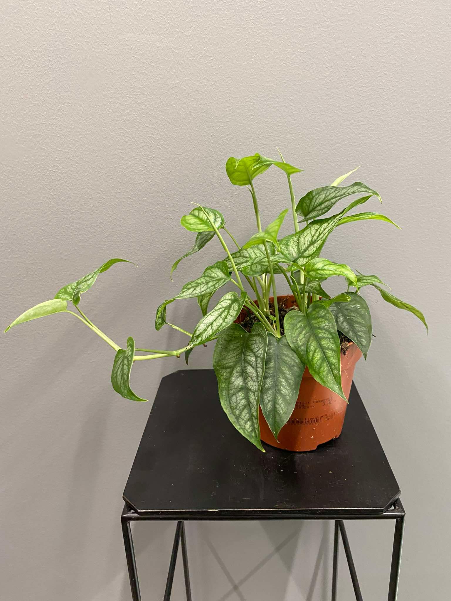 Monstera siltepecana pncze Loveplants