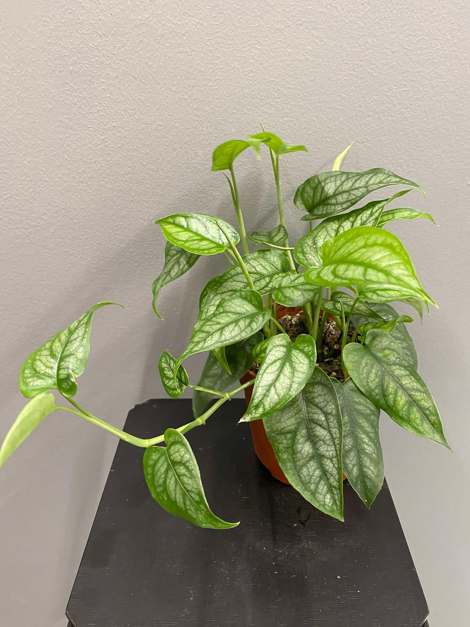 Monstera siltepecana pncze Loveplants