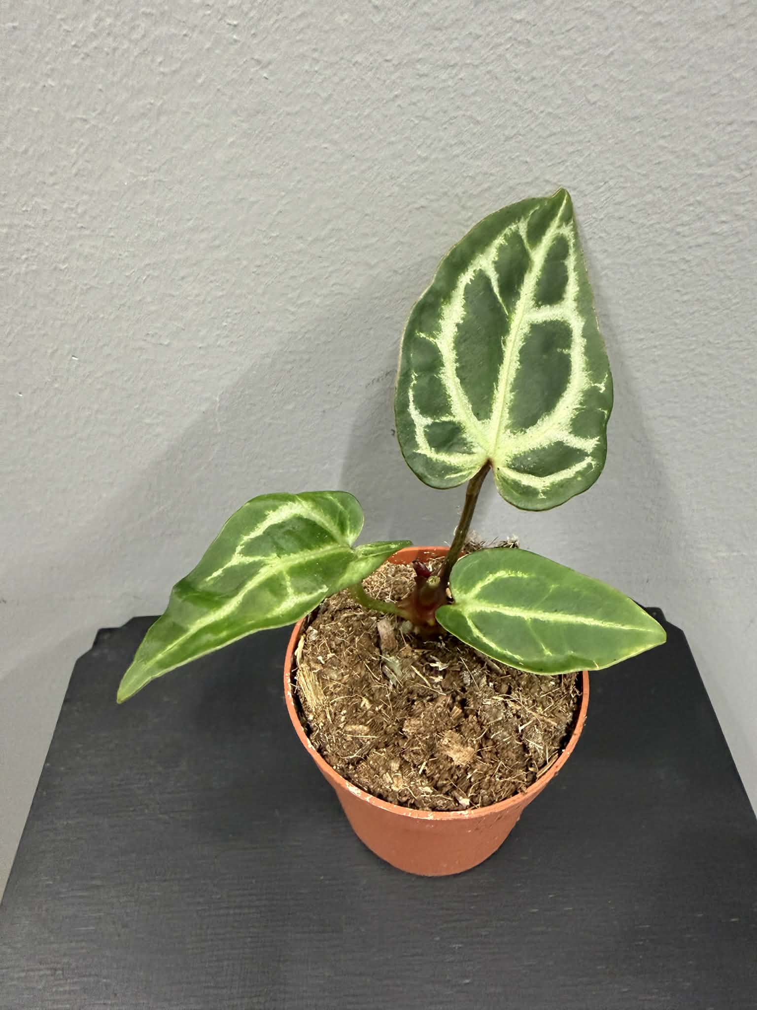 Anthurium Snow Queen Anturium Loveplants