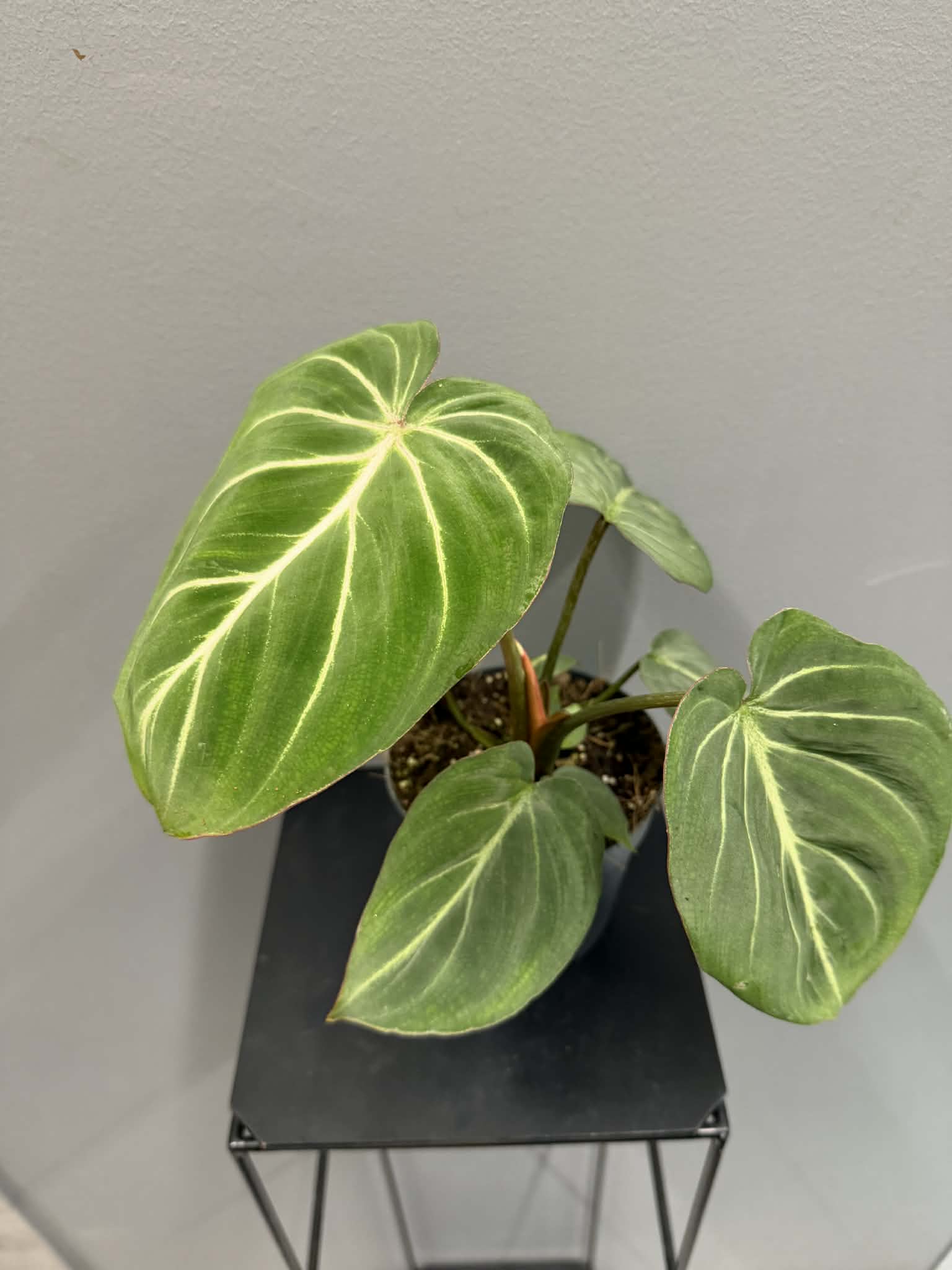Philodendron Gloriosum Zebra Filodendron Loveplants