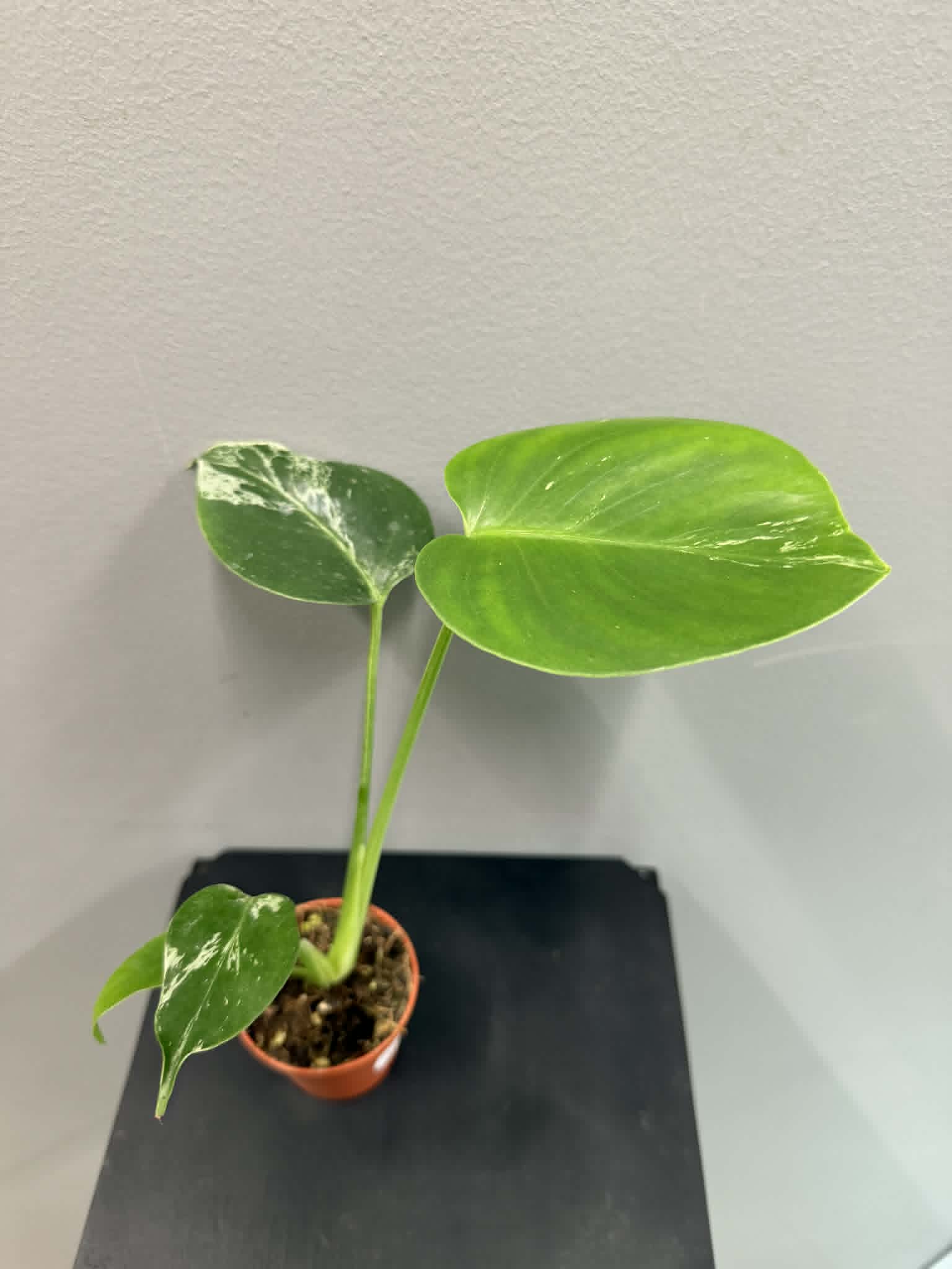 monstera ostfenster Monstera am Moosstab  ruuds