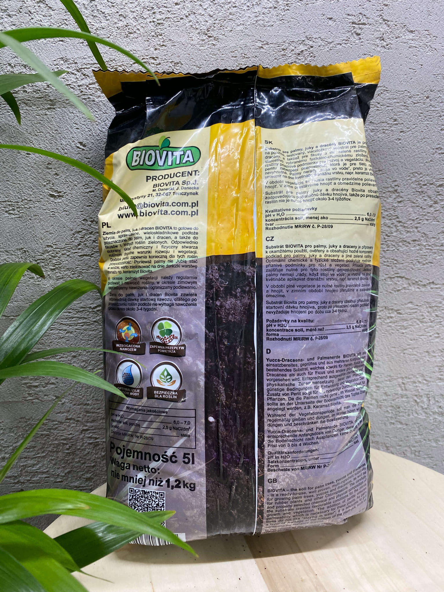 kaffeepflanze braune spitzen Coffea arabica